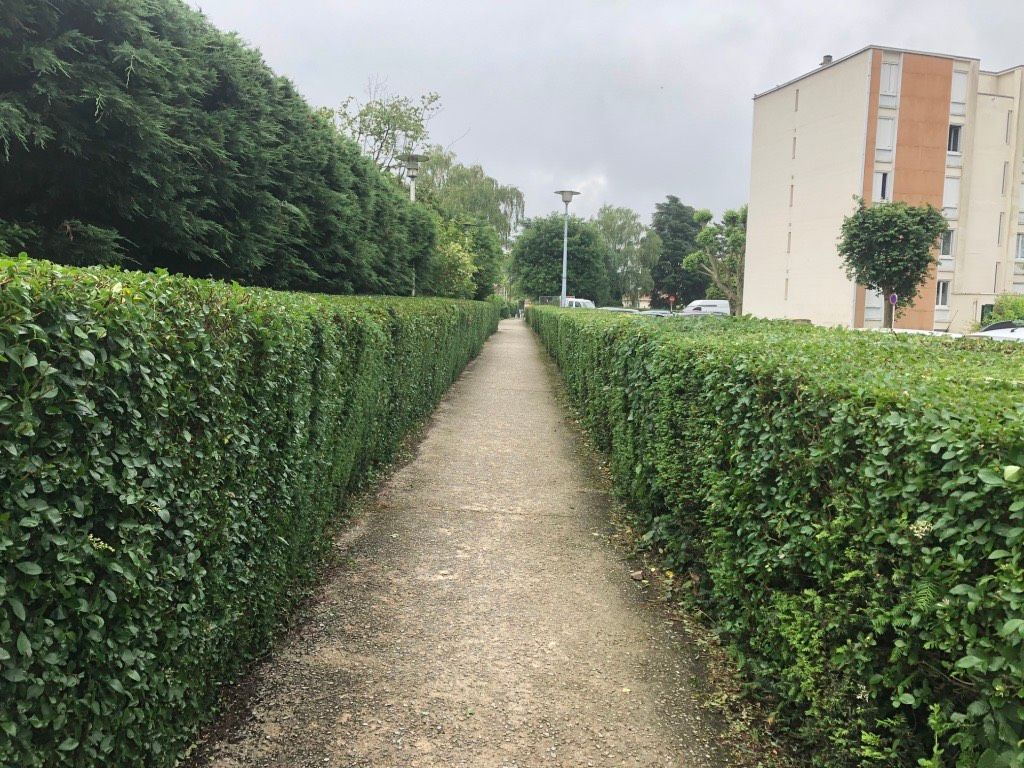 Taille de haies — Après
